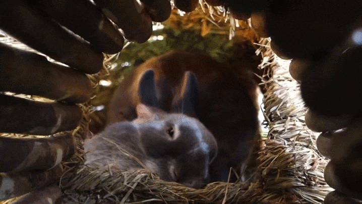bunny