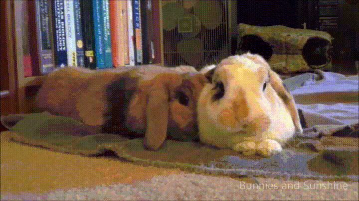 bunny