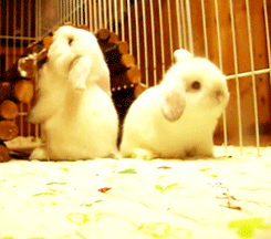 bunny