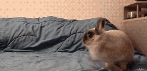 bunny