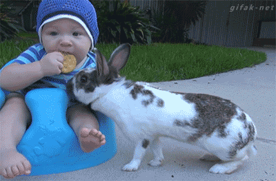 bunny